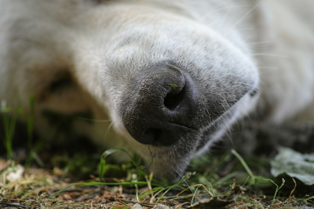 Sonhar com Cachorro Morto Bicho Palpites