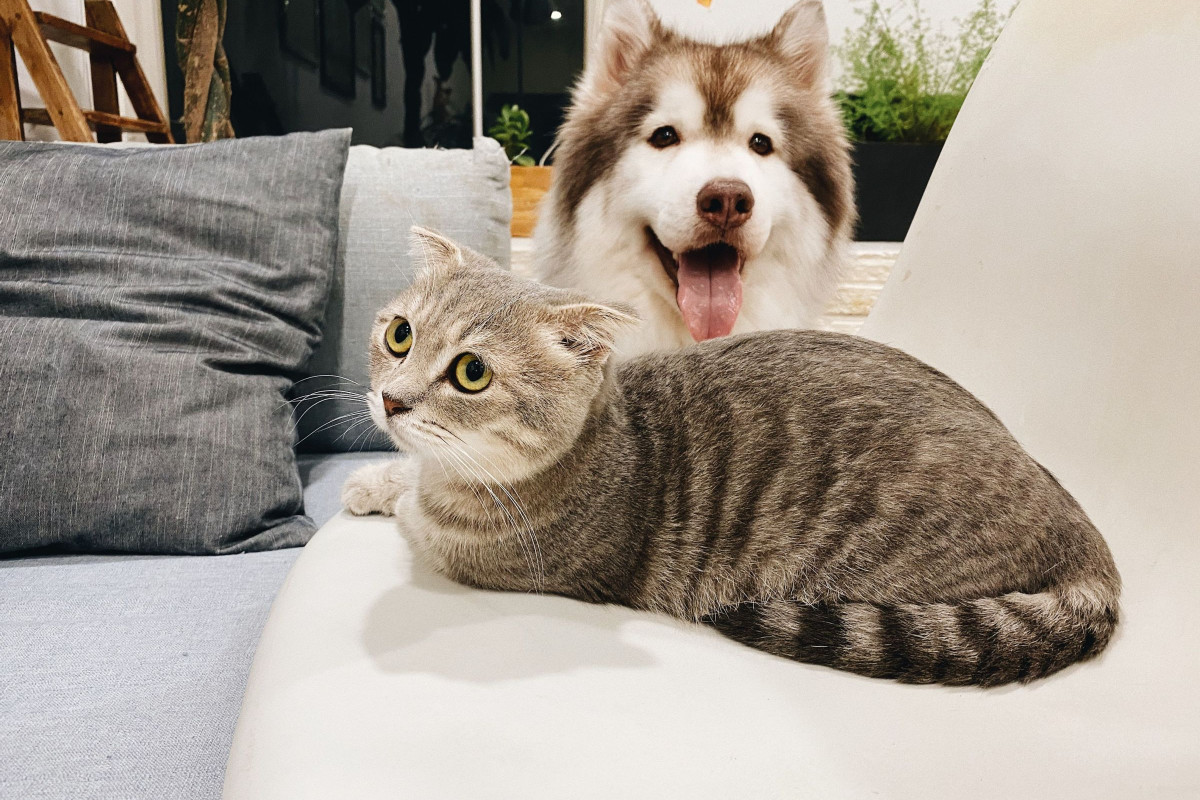 Sonhar com Gato e Cachorro Juntos: no Jogo do Bicho dá o quê? Palpites ...