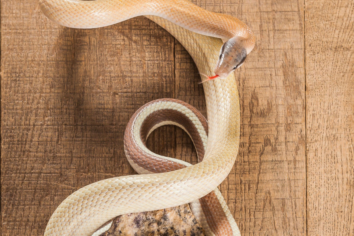 O Que Significa Sonhar Com Cobra Branca