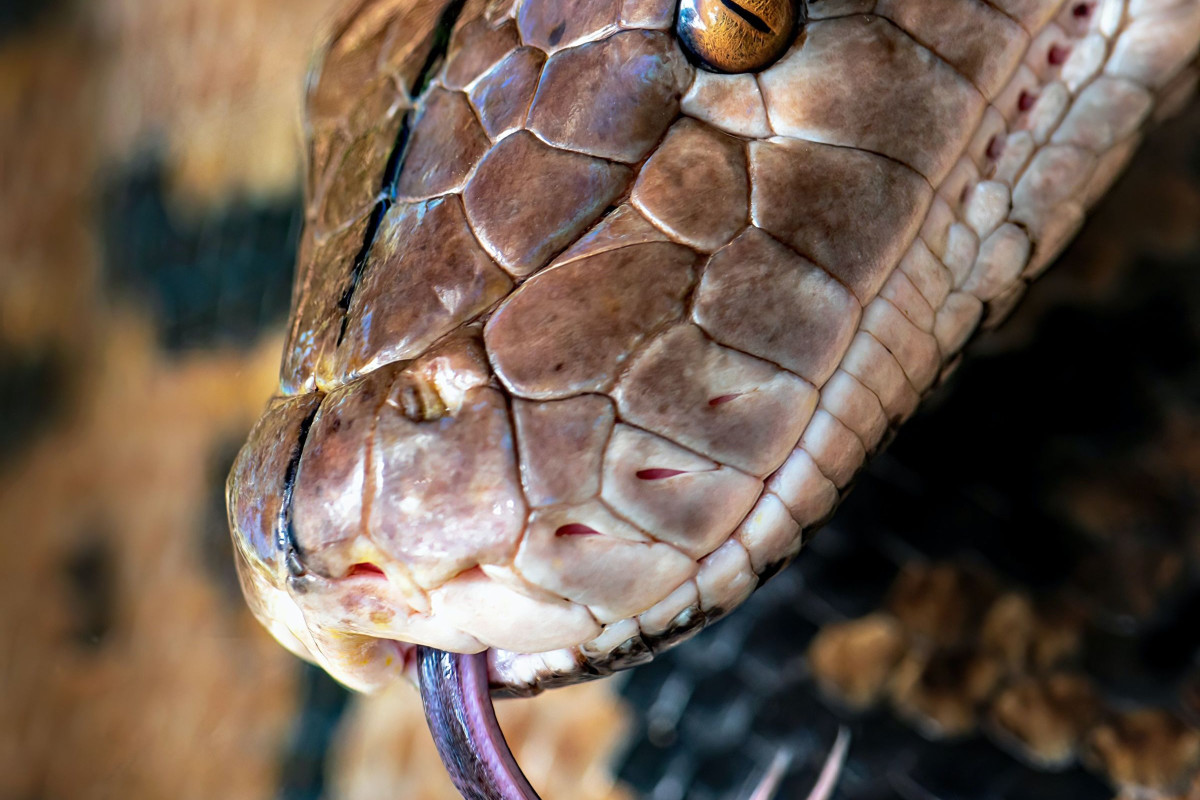 Sonhar com Cobra Azul: dá o quê no Jogo do Bicho? Palpites de Números da  Sorte, Animal, Grupos, Dezena, Centena e Milhar para Apostar e Significado  do Sonho!