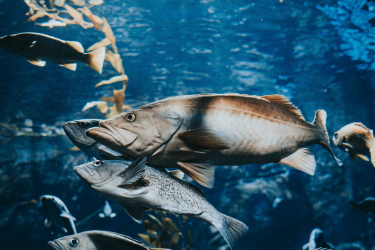 Sonhar com Peixe Grande Vivo: dá o quê no Jogo do Bicho? Palpites de ...