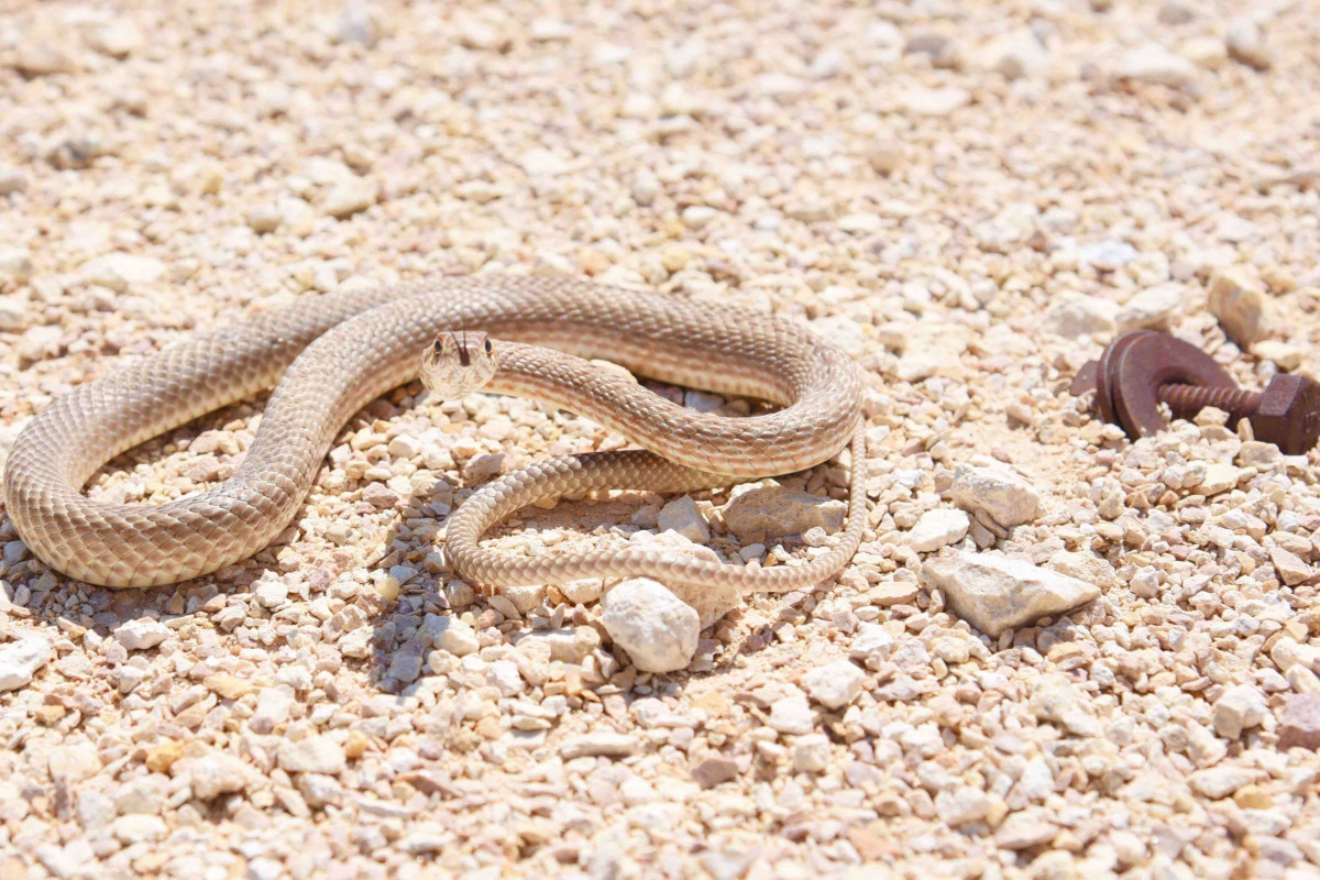 Sonhar com Cobra Azul: Números da Sorte para jogar na Mega Sena, Dupla  Sena, LotoManina, Quina, LotoFácil, Loteria Federal, Dia de Sorte, Super  Sete, Aposta Esportiva e Palpites para Apostar!