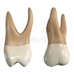 Sonhar com Dente Frouxo Bicho