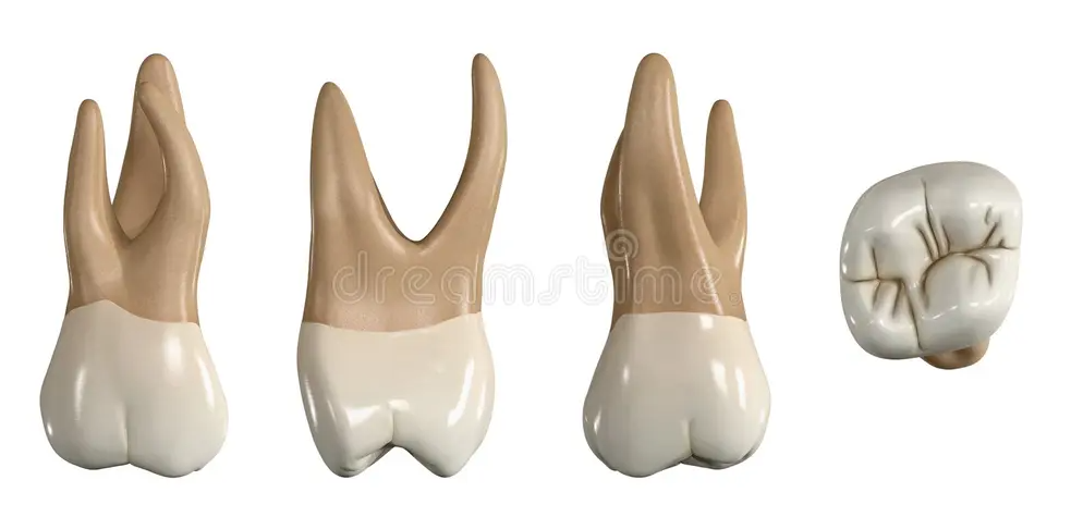 Sonhar com Dente Frouxo Bicho