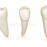 Sonhar com Dente Canino | de Cachorro Loteria