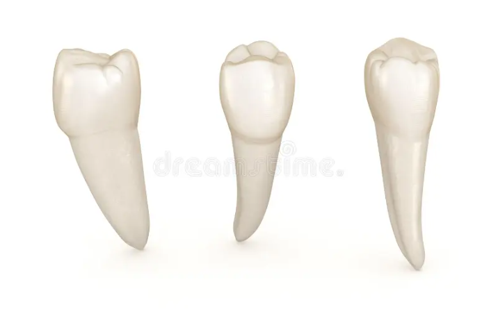 Sonhar com Dente Canino | de Cachorro Loteria