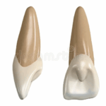 Sonhar com Dente Canino | de Cachorro Bicho