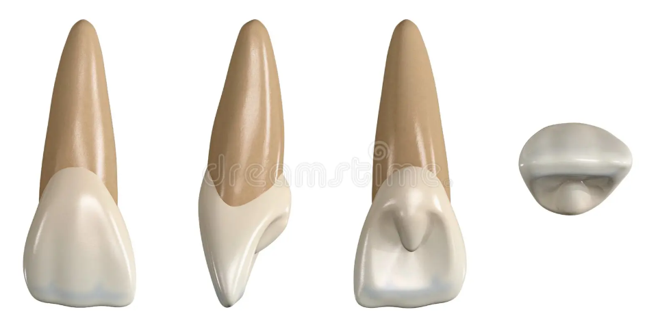 Sonhar com Dente Canino | de Cachorro Bicho