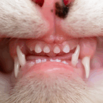 Sonhar com Dente de Gato Loteria