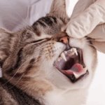 Sonhar com Dente de Gato Bicho