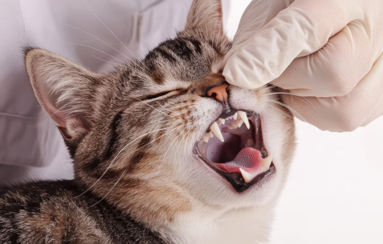 Sonhar com Dente de Gato Bicho