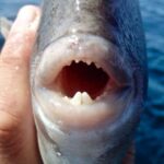 Sonhar com Dente de Peixe Bicho