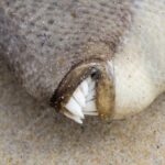 Sonhar com Dente de Peixe Loteria